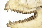 Fossil Oreodont (Merycoidodon) Skull on Base - South Dakota #217200-7